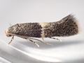 Elachista adscitella
